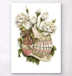 Dental Anatomy - Floral
