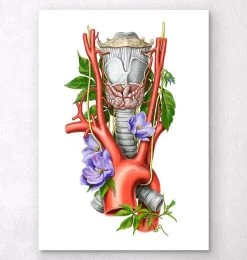 Larynx, Thyroid And Aorta - Watercolor - White