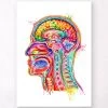 Head Section Anatomy Art - Watercolor Splash 2 Head Section Anatomy Art - Watercolor Splash -Codex Anatomicus Shop LPA310 ae752c18 f264 4c0d ab51 402061c19076