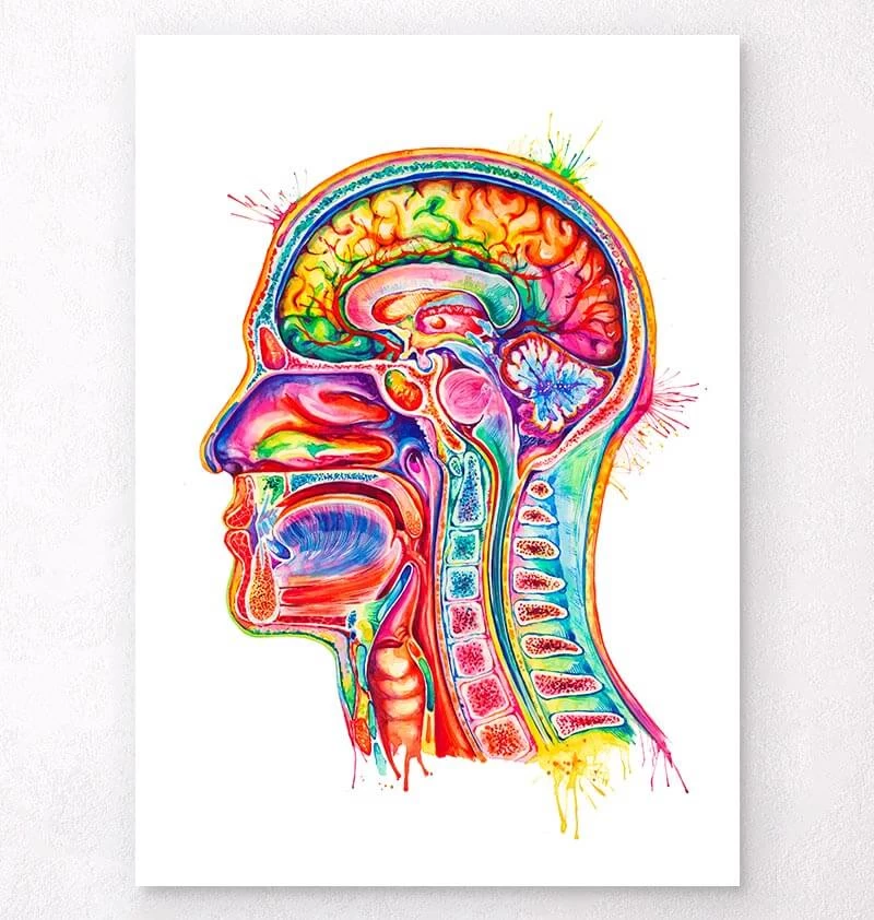 Head Section Anatomy Art - Watercolor Splash 3 Head Section Anatomy Art - Watercolor Splash