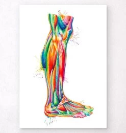 Leg Anatomy - Watercolor Splash