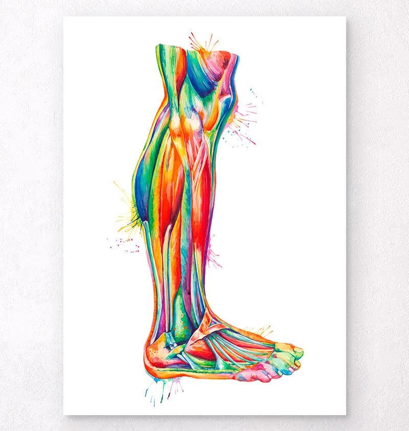 Leg Anatomy - Watercolor Splash 3 Leg Anatomy - Watercolor Splash