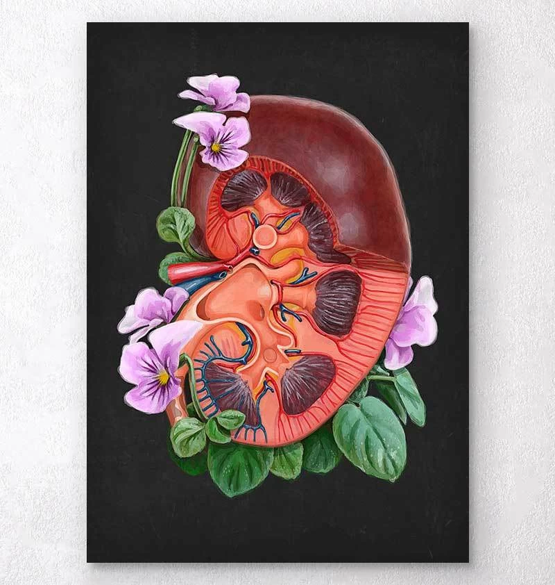Kidney Anatomy - Floral - Black 3 Kidney Anatomy - Floral - Black