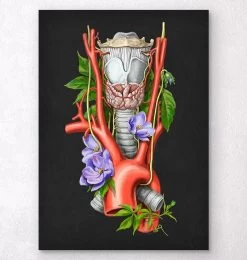 Larynx, Thyroid And Aorta - Watercolor - Black