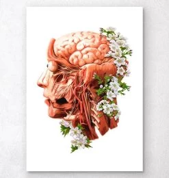Head, Brain And Arteries Anatomy - Floral - White