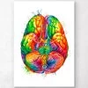 Brain Anatomy Art III - Watercolor Splash -Codex Anatomicus Shop LPA343