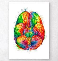 Brain Anatomy Art III - Watercolor Splash