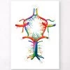 Circle Of Willis - Watercolor Splash -Codex Anatomicus Shop LPA344