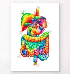 Digestive System Anatomy Art - Watercolor Splash