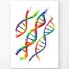 DNA Structure - Watercolor Splash -Codex Anatomicus Shop LPA349 8fc465de c422 47b7 ada5 43cb157a3e13