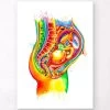 Fetus In Utero Anatomy - Watercolor Splash -Codex Anatomicus Shop LPA353