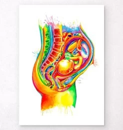Fetus In Utero Anatomy - Watercolor Splash