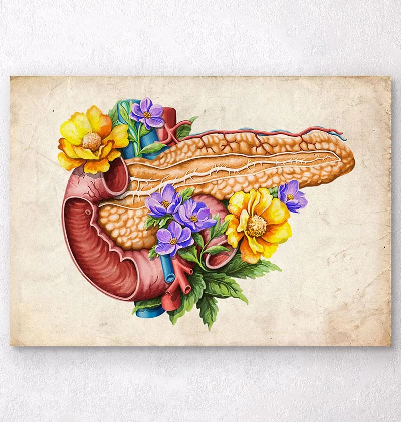 Pancreas Anatomy - Floral - Vintage 3 Pancreas Anatomy - Floral - Vintage