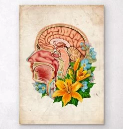 Head Section Anatomy - Floral - Old Paper