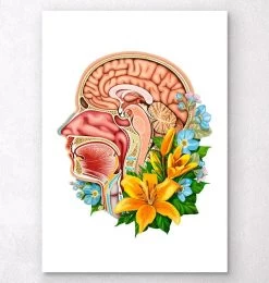 Head Section Anatomy - Floral - White
