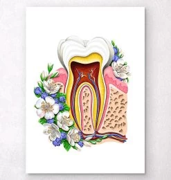 Tooth Anatomy II - Floral - White