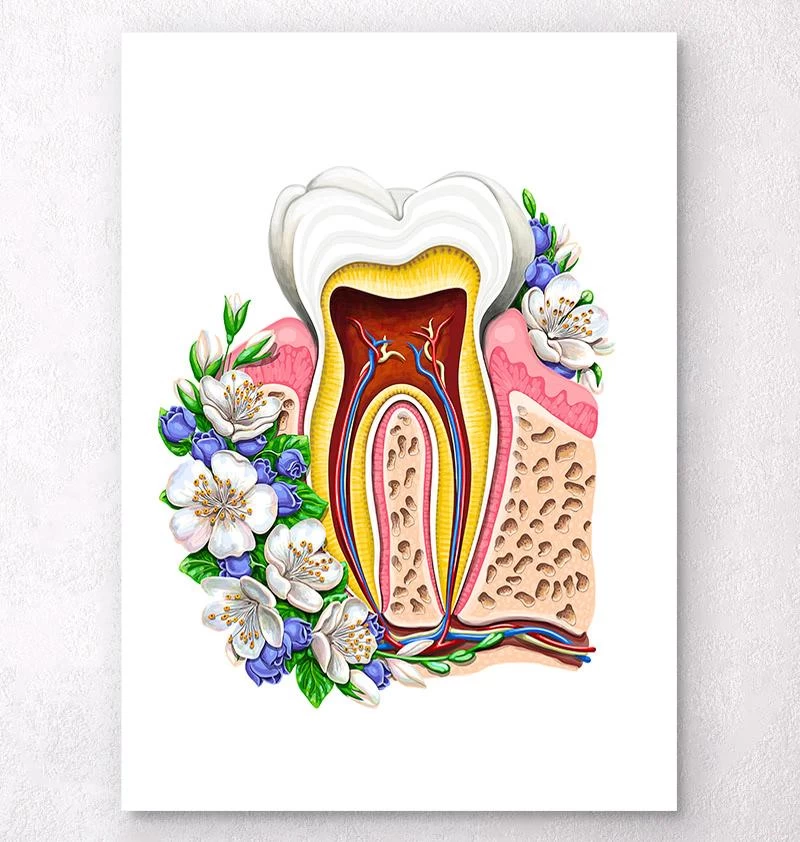 Tooth Anatomy II - Floral - White 3 Tooth Anatomy II - Floral - White