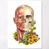 Facial Muscles Anatomy - Floral - White