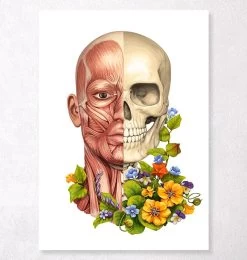 Facial Muscles Anatomy - Floral - White