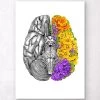 Anatomical Brain With Flowers - White -Codex Anatomicus Shop LPA405