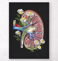 Floral Kidney Anatomy - Black