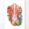 Male Back Muscles - Floral - White 2 Male Back Muscles - Floral - White -Codex Anatomicus Shop LPA436