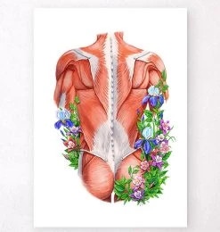 Male Back Muscles - Floral - White