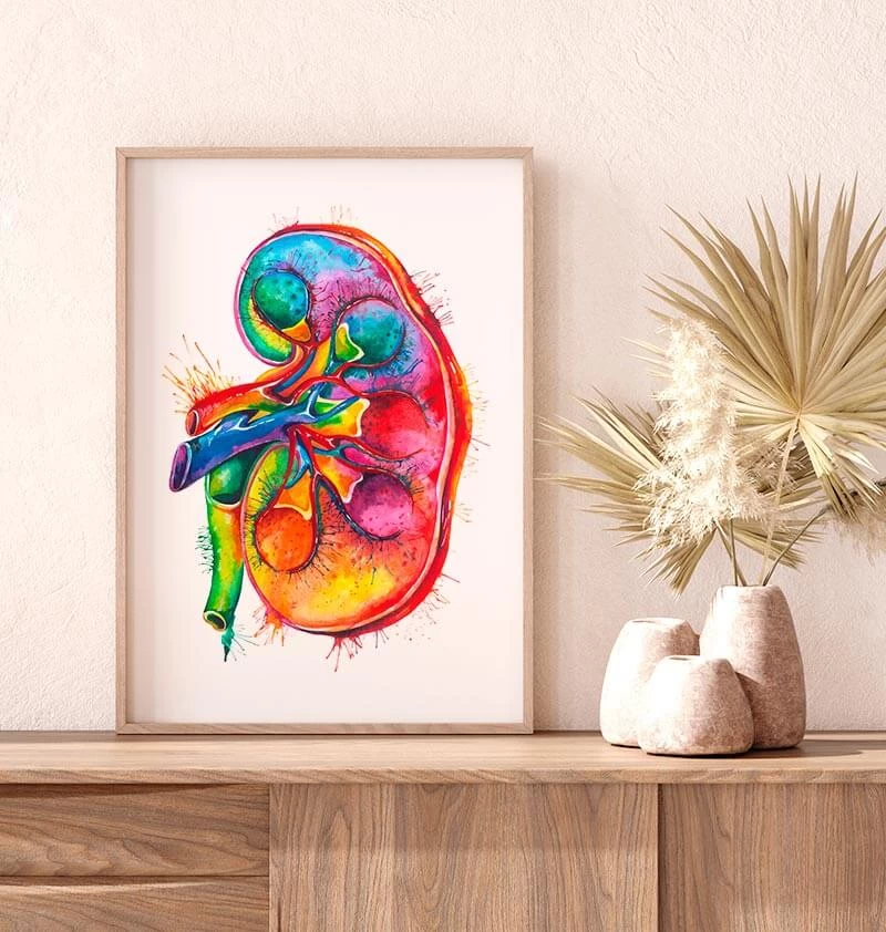 Left Kidney Anatomy - Watercolor Splash 4 Left Kidney Anatomy - Watercolor Splash - Image 2