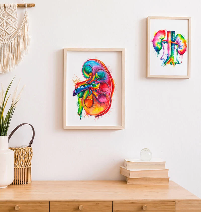 Left Kidney Anatomy - Watercolor Splash 5 Left Kidney Anatomy - Watercolor Splash - Image 3