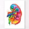 Left Kidney Anatomy - Watercolor Splash 1 Left Kidney Anatomy - Watercolor Splash -Codex Anatomicus Shop LPA441 8ad534f2 4d27 429a a833 4644e4349b3c