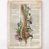 Spine Anatomy - Floral - Old Dictionary -Codex Anatomicus Shop LPA449