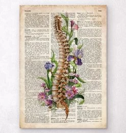 Spine Anatomy - Floral - Old Dictionary