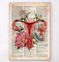 Uterus Anatomy - Floral - Old Dictionary