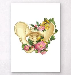 Pelvis Anatomy - Floral - White