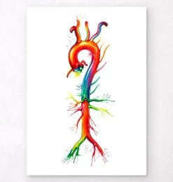 Aorta Anatomy - Watercolor Splash