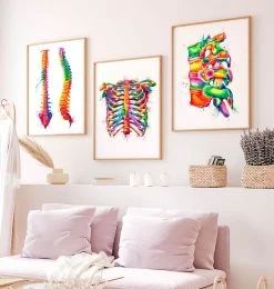 Spine Anatomy II - Watercolor Splash 7 Spine Anatomy II - Watercolor Splash -Codex Anatomicus Shop LPA515 2