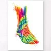 Foot And Ankle Anatomy - Watercolor Splash -Codex Anatomicus Shop LPA535 4923ae9b 4603 47ff 86bd 271c1f52322a