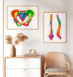 Female Pelvis Anatomy - Watercolor Splash -Codex Anatomicus Shop LPA536 2 6584ddc7 b59a 4646 9aff 44537e35d79f