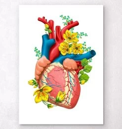 Heart Anatomy III - Floral - White