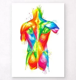 Back Muscles - Watercolor Splash