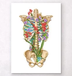 Rib Cage Anatomy II - Floral - White