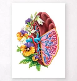 Spleen Anatomy - Floral - White