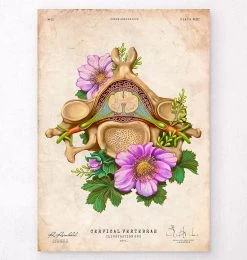 Cervical Vertebrae - Floral - Vintage
