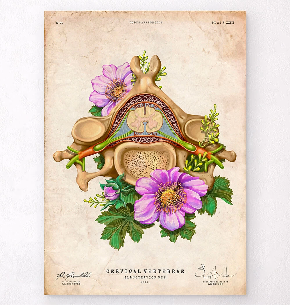 Cervical Vertebrae - Floral - Vintage 3 Cervical Vertebrae - Floral - Vintage