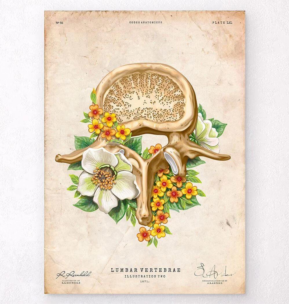 Lumbar Vertebrae - Floral - Vintage 3 Lumbar Vertebrae - Floral - Vintage