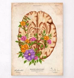 Brain Anatomy III - Floral - Vintage
