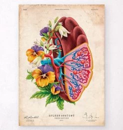 Spleen Anatomy - Floral - Vintage