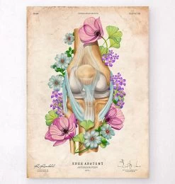 Knee Anatomy - Floral - Vintage
