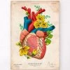 Heart Anatomy III - Floral - Vintage -Codex Anatomicus Shop LPA605