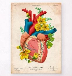 Heart Anatomy III - Floral - Vintage